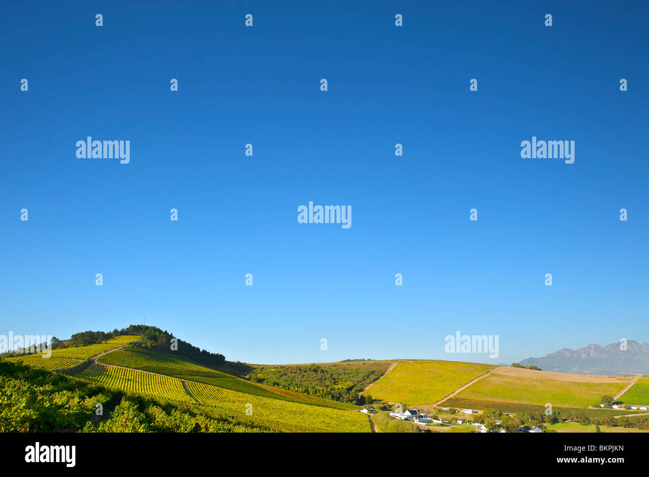 Blick über die Weinberge des Stellenbosch Distrikt, Provinz Westkap, Südafrika. Stockfoto