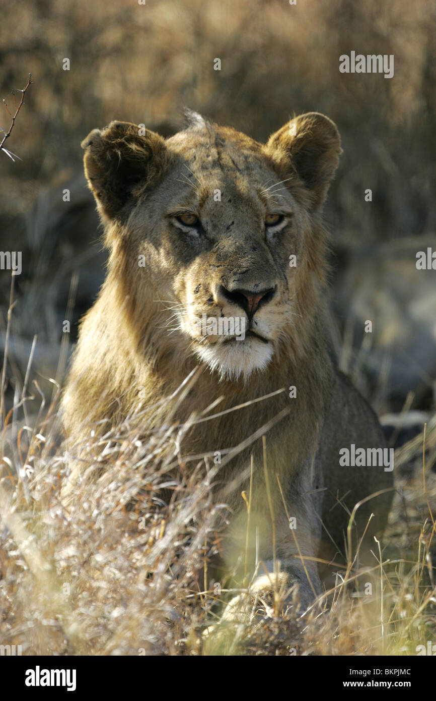 Löwe, Krügerpark, Süd Afrika Stockfoto