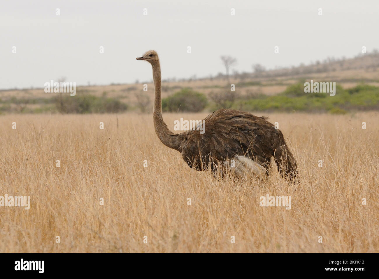 Flatternd Vrouw Struisvogel Lopend Tür Afrikaans Savannelandschap Landschaft Erwachsene weibliche Strauß zu Fuß durch die afrikanische Savanne Stockfoto