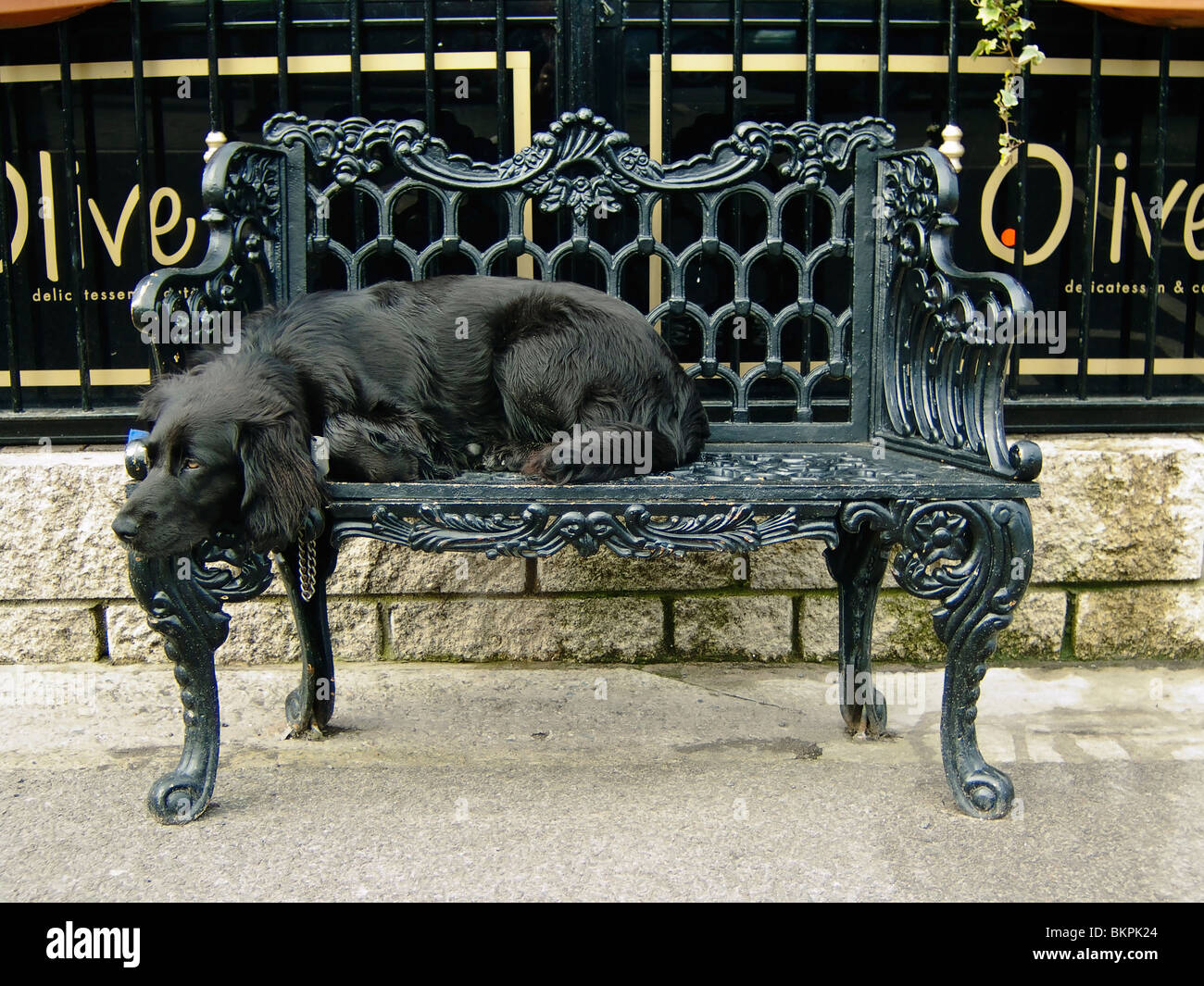 Ein schwarzer Hund wartet auf seinen Meister in einer bequemen Position vor einem café Stockfoto