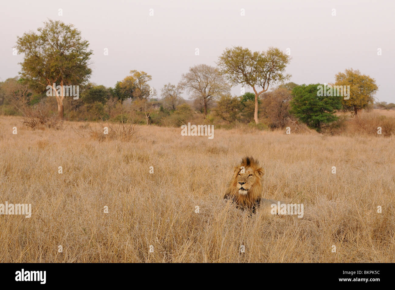 Mannetjes Leeuw in Afrikaans Savannelandschap, männlicher Löwe in afrikanischen Savannenlandschaft Stockfoto