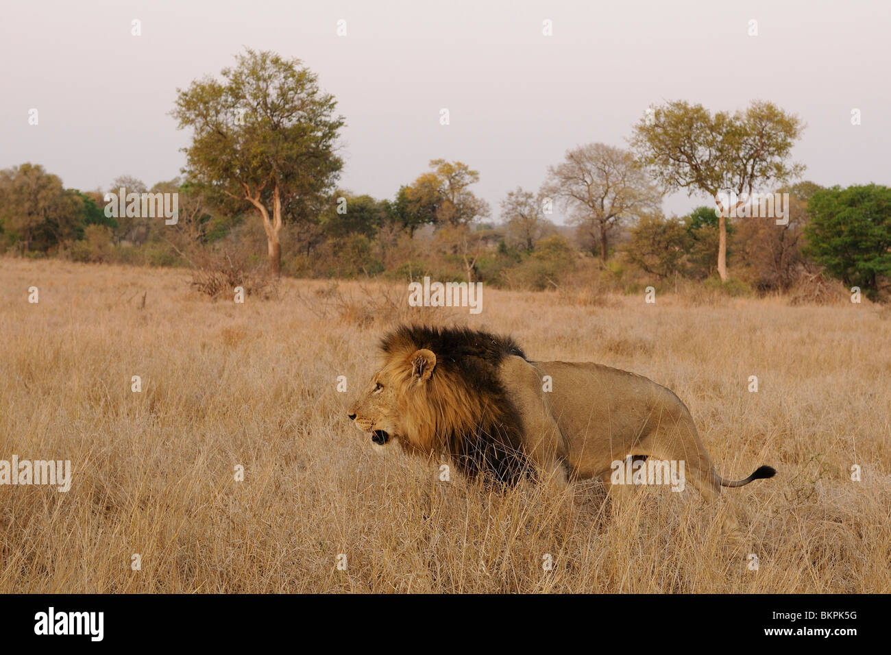 Mannetjes Leeuw in Afrikaans Savannelandschap, männlicher Löwe in afrikanischen Savannenlandschaft Stockfoto