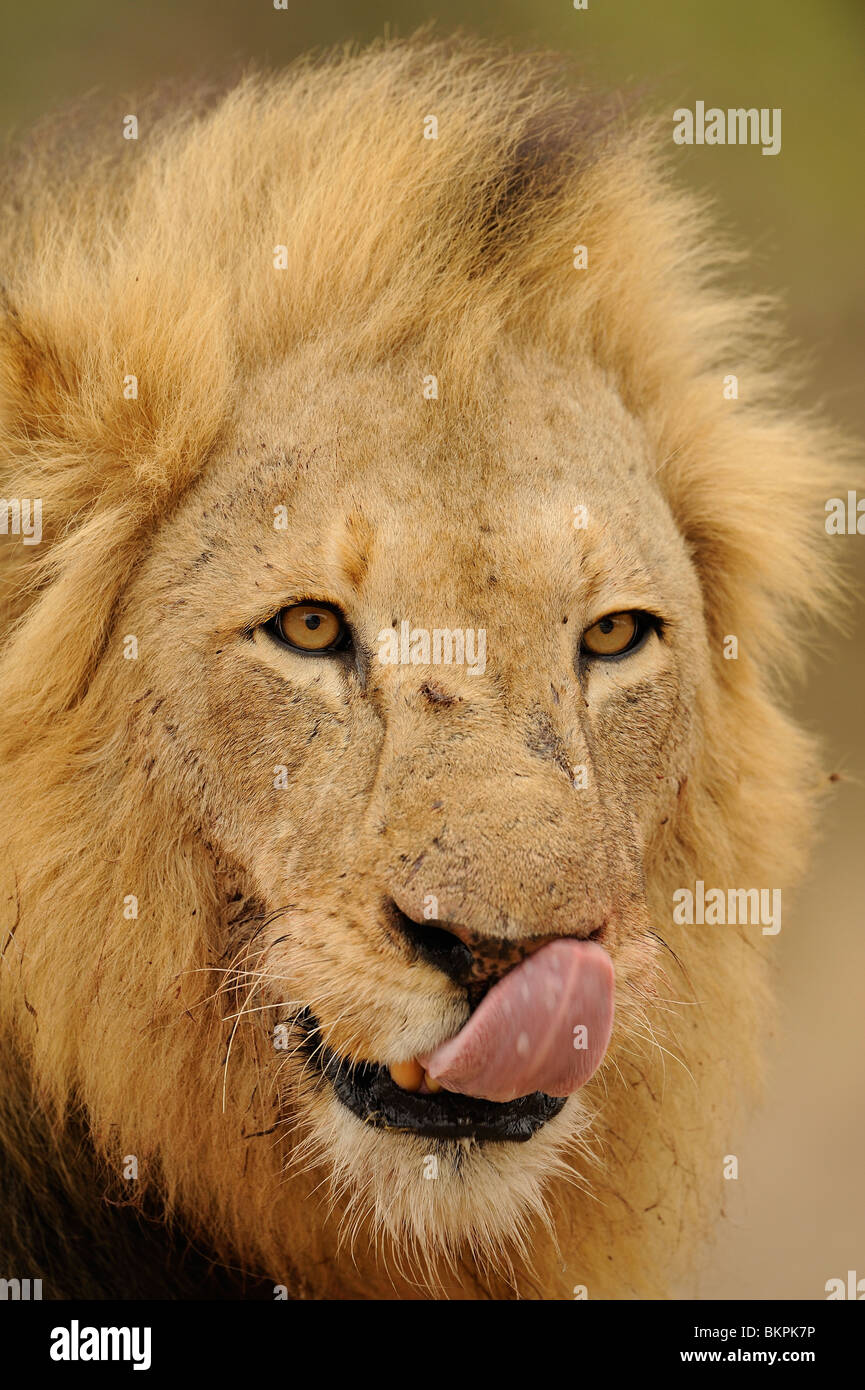 Portret Erwachsenen Mannetje Leeuw, Porträt von erwachsenen männlichen Löwen Stockfoto