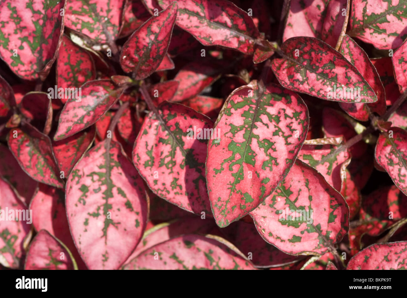 Rot gepunkteten Blättern der Hypoestes 'Red Splash Select', Polka punktiert Pflanze Stockfoto