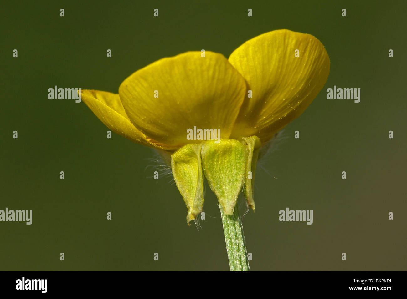 Nahaufnahme van Bloem met de Karakteristieke Teruggeslagen kelk Stockfoto