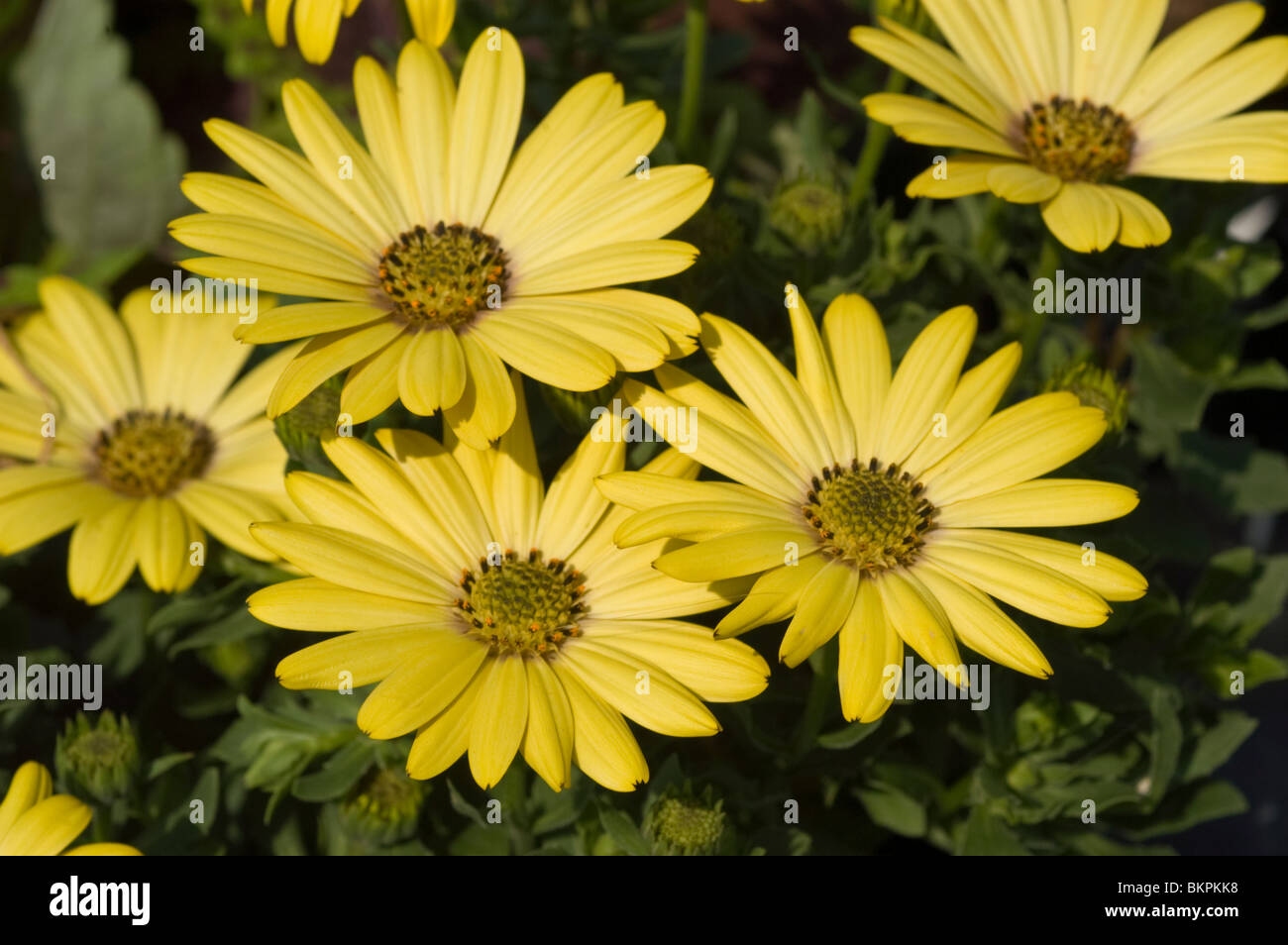 Gelben Blüten der Argyranthemum, Asteraceae Stockfoto