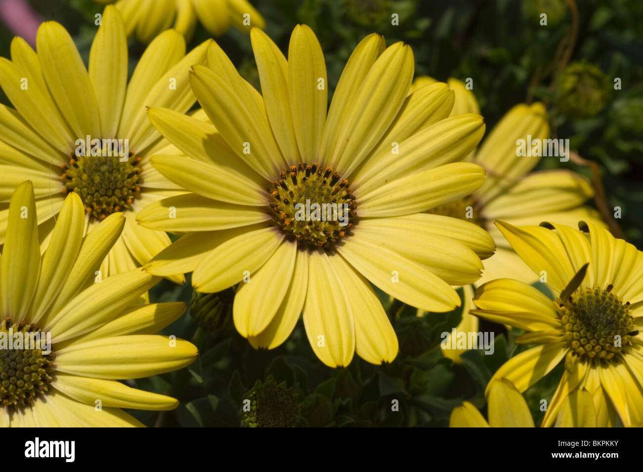 Gelben Blüten der Argyranthemum, Asteraceae Stockfoto