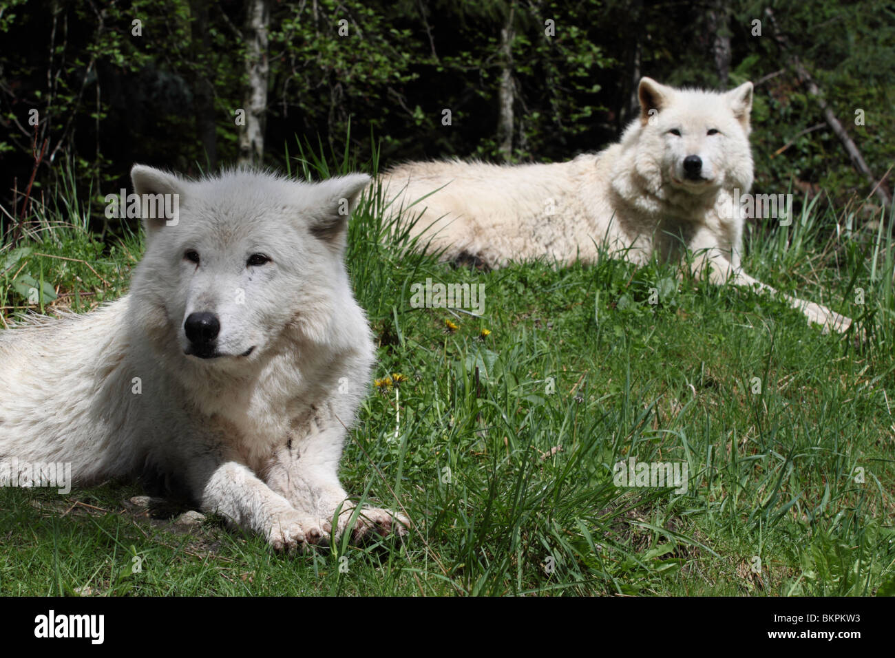 Entspannung in den Rasen an einem sonnigen Frühlingstag zwei Holz-Wölfe Stockfoto