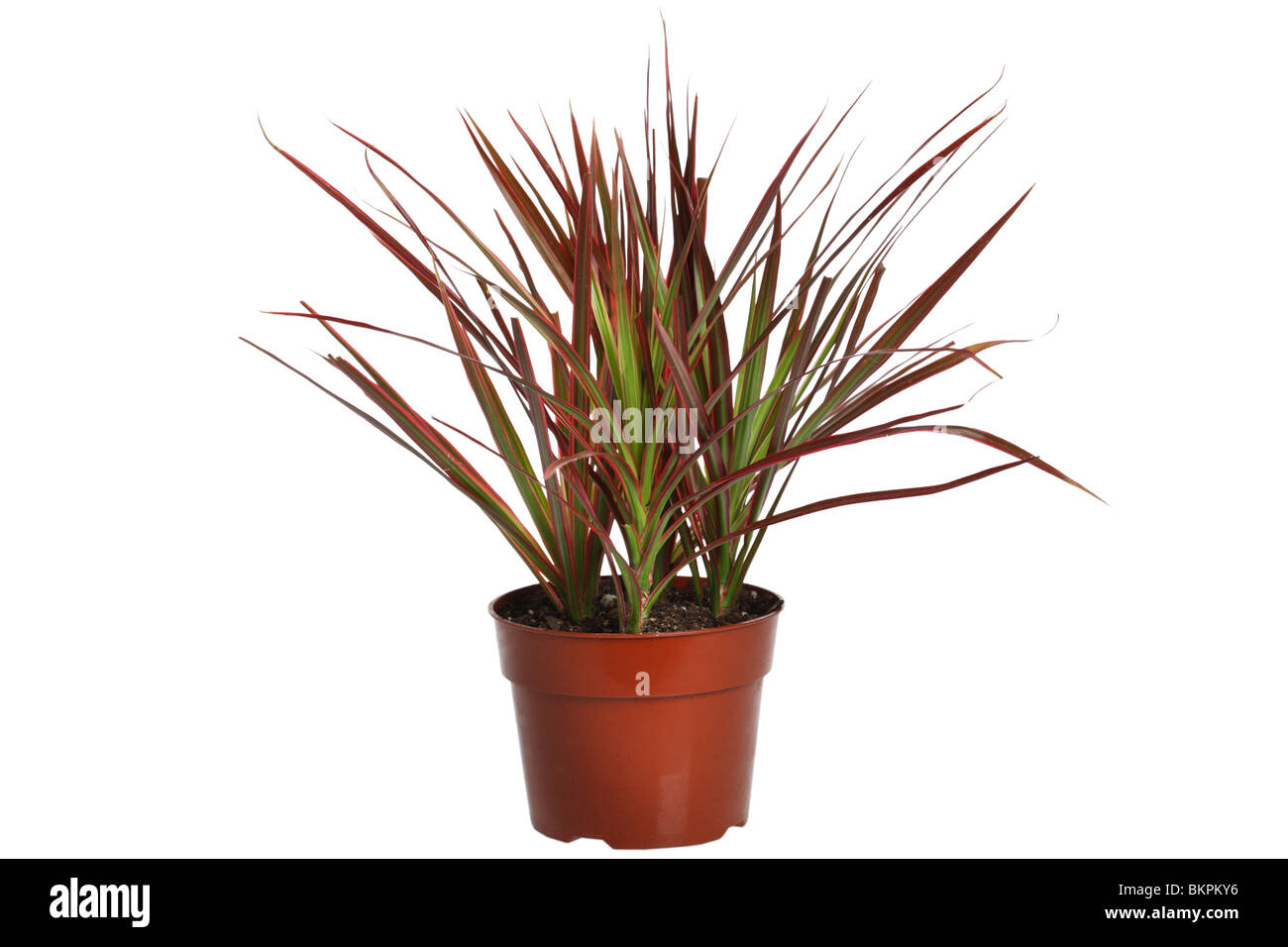 goldfruchtpalme sonne XXL Goldfruchtpalme 130-140cm – Green Me Up main image 1