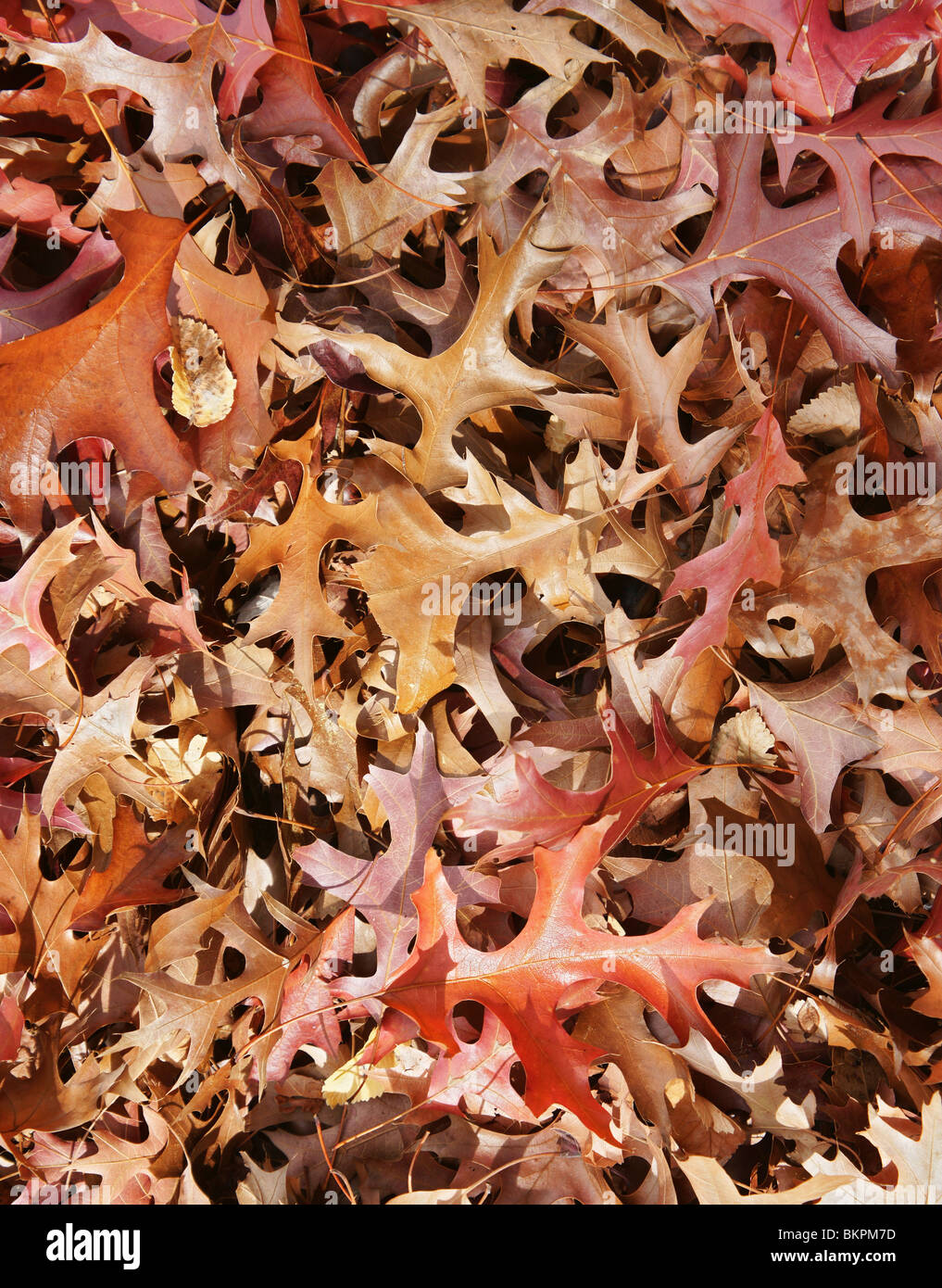 toller Hintergrund Bild des Herbstes oder Blätter fallen Stockfoto