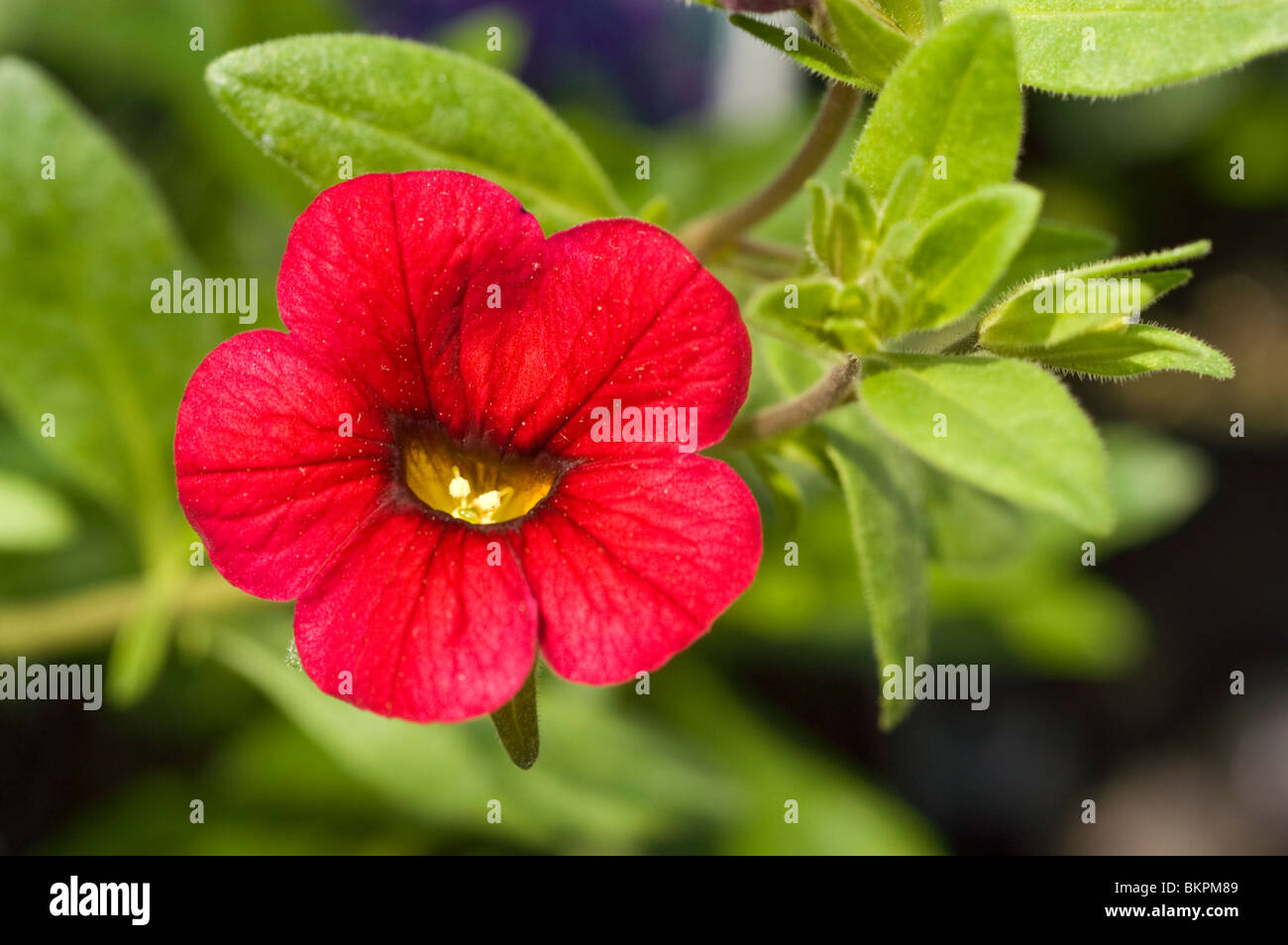 Calibrachoa Hybrid-Blume „Superbells Red“, Million Bells, Solanaceae-Familie, leuchtende rote Blütenblätter mit gelbem Zentrum, Makrogartenfotografie. Stockfoto