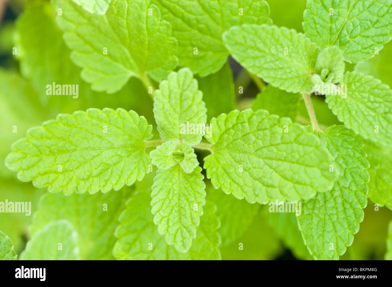 Grüne Blätter der persische Katzenminze Nepeta Mussini, violett, Blumen, dekorativen Katzenkraut, kaukasischen reichen, Iran, Asien Stockfoto