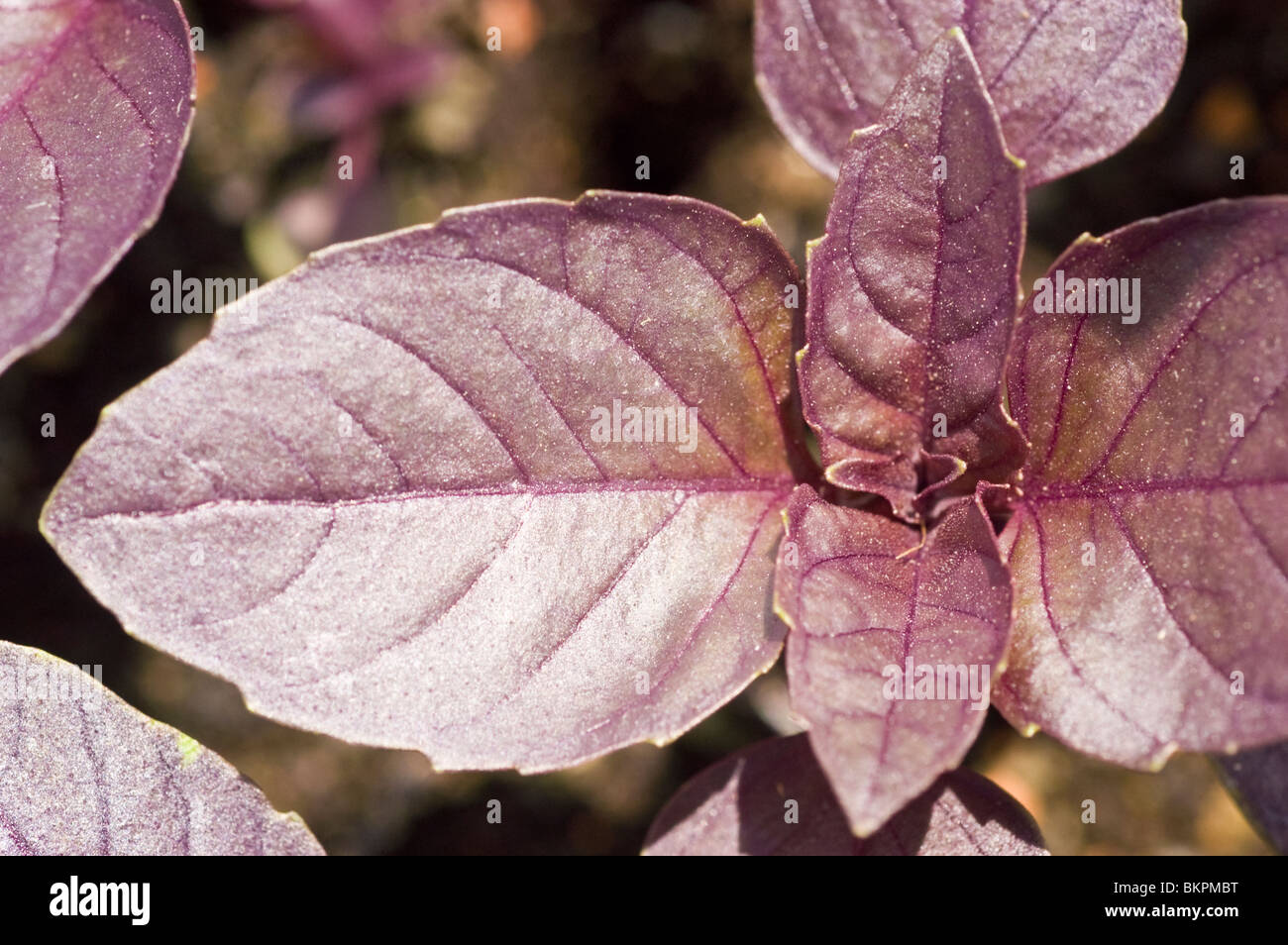 Rotes Basilikum, Ocimum Basilicum "Red Rubin", Basilikum Blätter Stockfoto