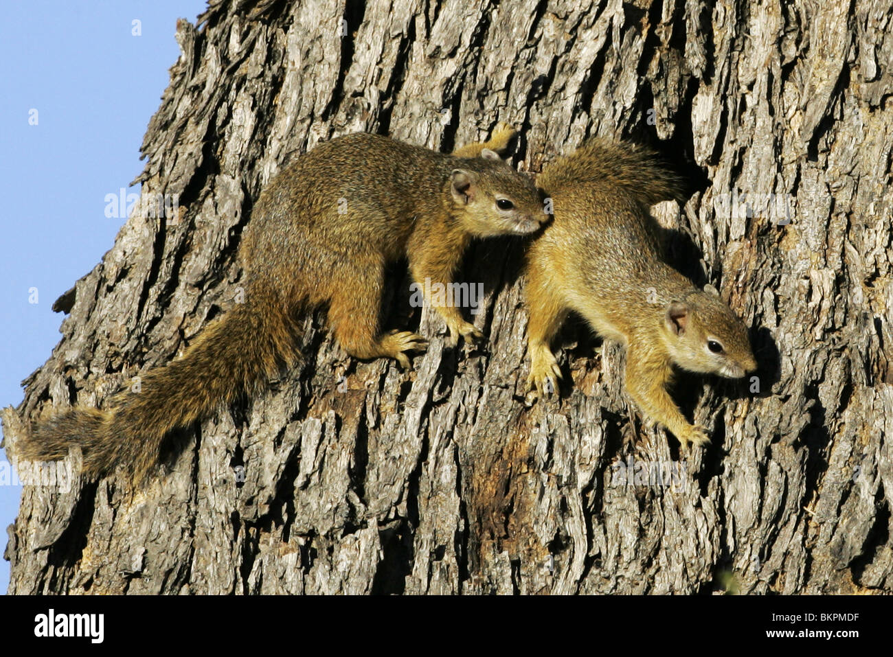 Baum Eichhörnchen, Südafrika, Kruger Park Stockfoto