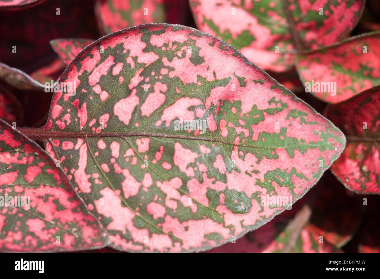 Rot gepunkteten Blättern der Hypoestes 'Red Splash Select', Polka punktiert Pflanze Stockfoto