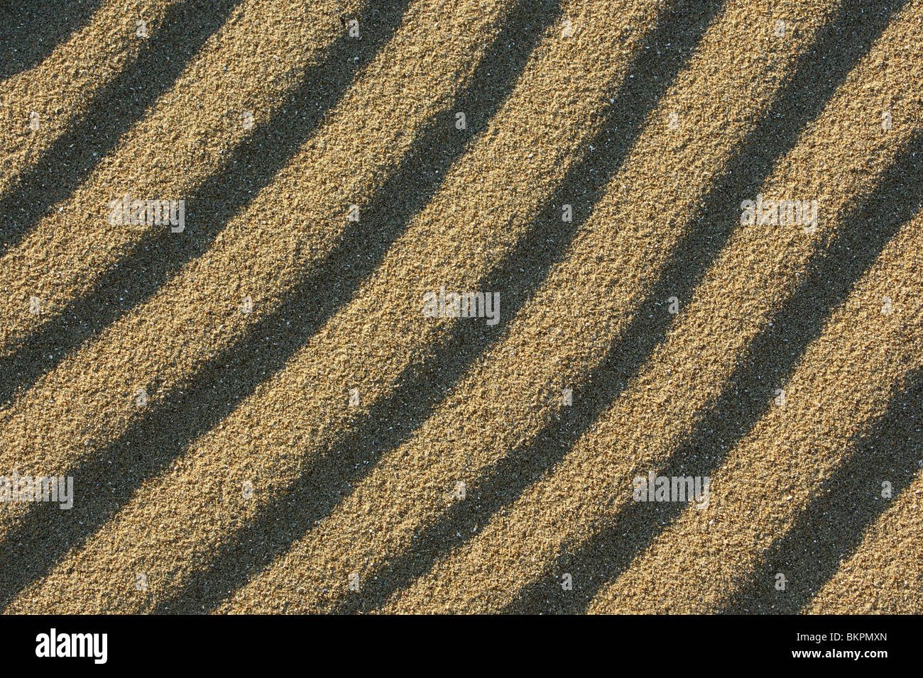 Zandribbels in de Kalahari (de Vertriebsfilialen Naam van Een Geregenereerd Deel van Berkheide) Stockfoto