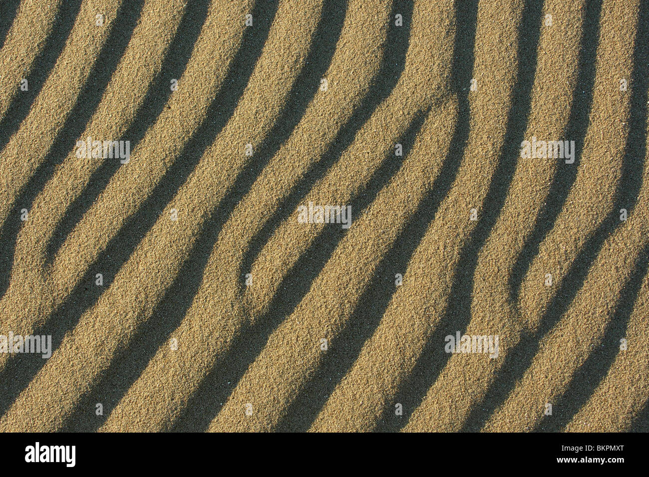 Zandribbels in de Kalahari (de Vertriebsfilialen Naam van Een Geregenereerd Deel van Berkheide) Stockfoto