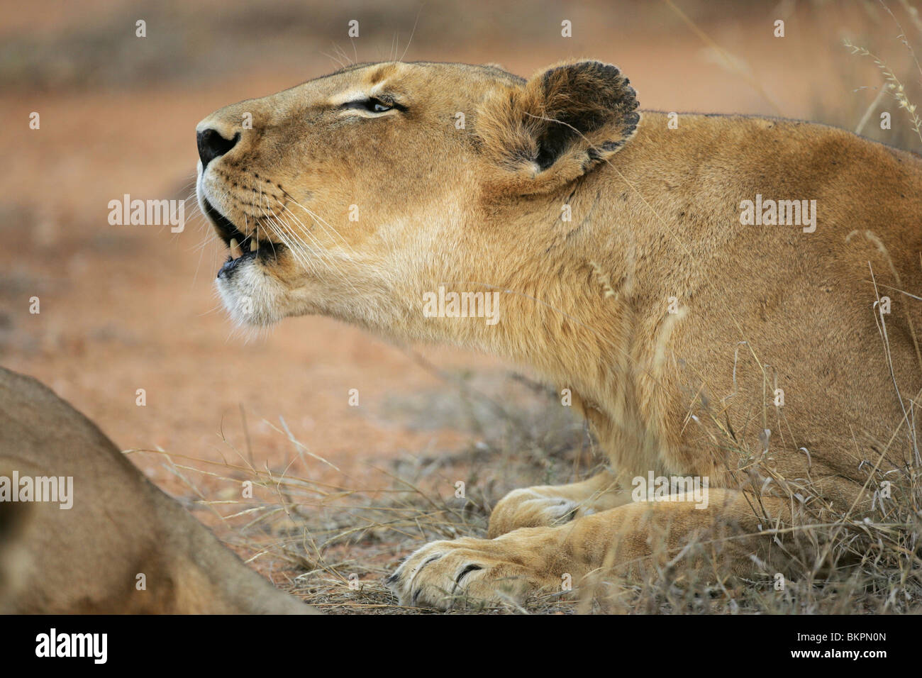 afrikanischer Löwe, Südafrika Stockfoto
