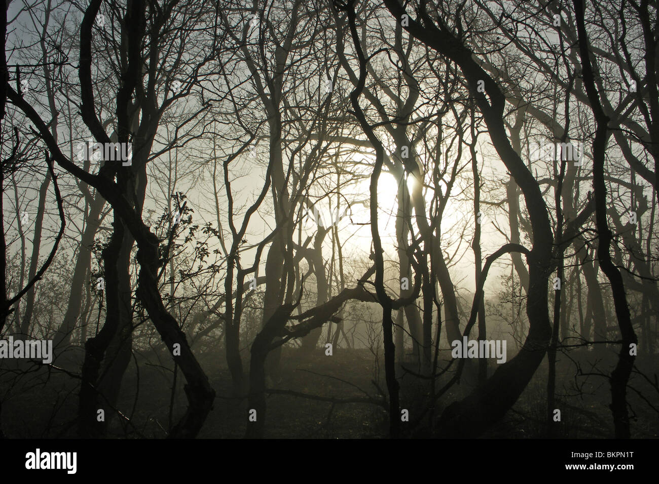 Düne Wald im Morgennebel Stockfoto