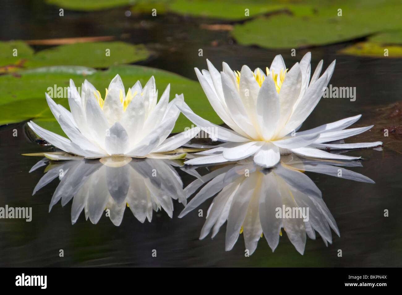 Wasser-Lilly (Nymphaea Odorata). Stockfoto