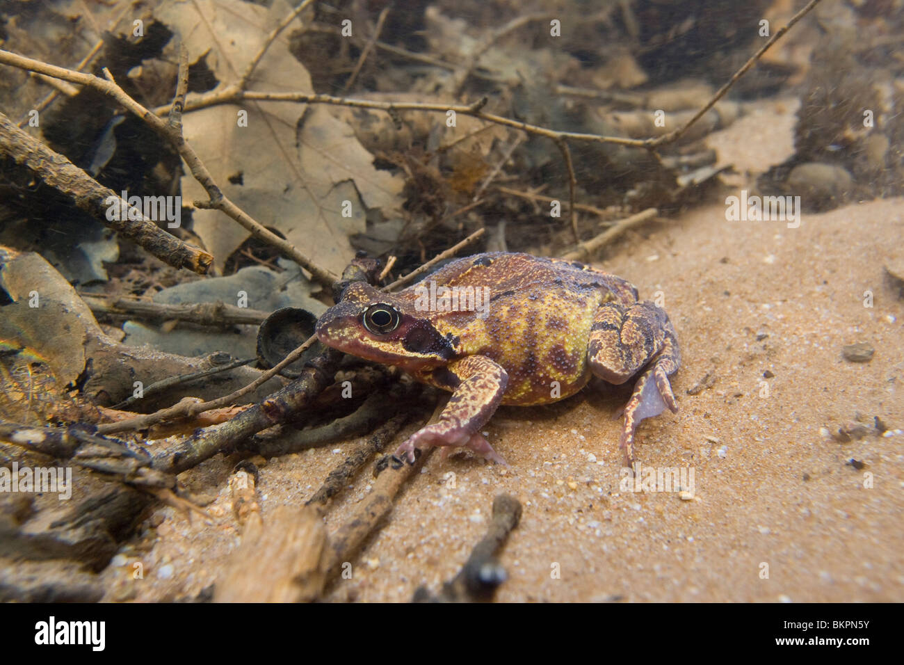 Schlittschuhläufer Kikker Onderwater in Vroeg Voorjaar, Grasfrosch unter Wasser im zeitigen Frühjahr Stockfoto