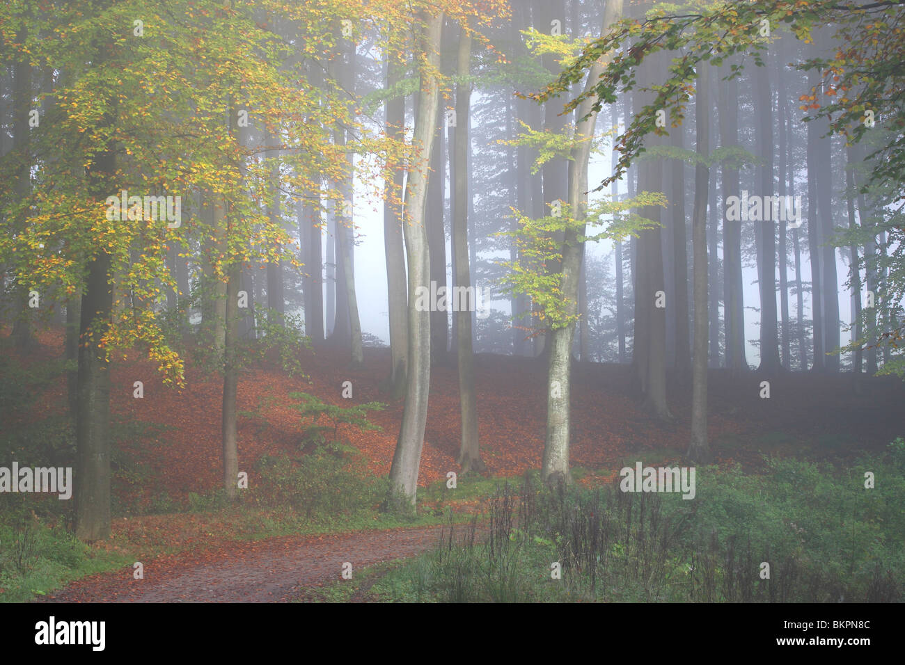 Buchenwald (Fagus Sylvatica) im Herbst, Zyklusses Ardens, Belgien Stockfoto