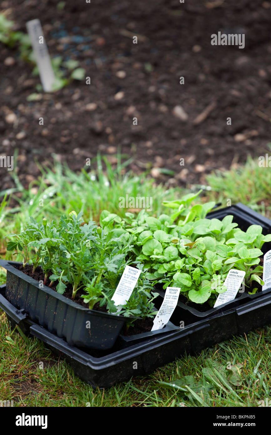 eine Auswahl von Pflanzen und Kräutern bereit, in einen Garten gepflanzt zu werden Stockfoto