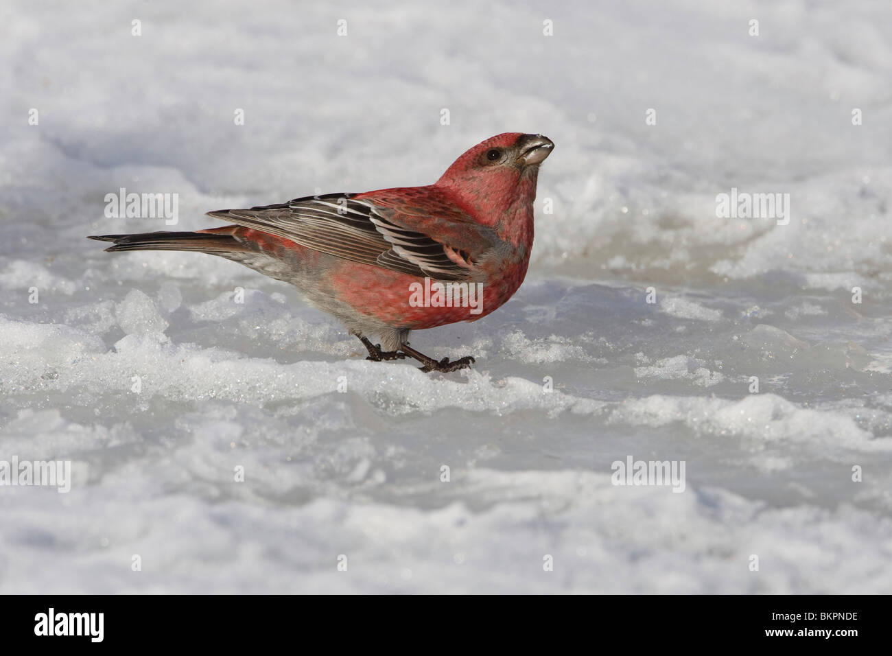 Trinken für die Schneeschmelze; Drinkend van de Gesmolten Werk Stockfoto