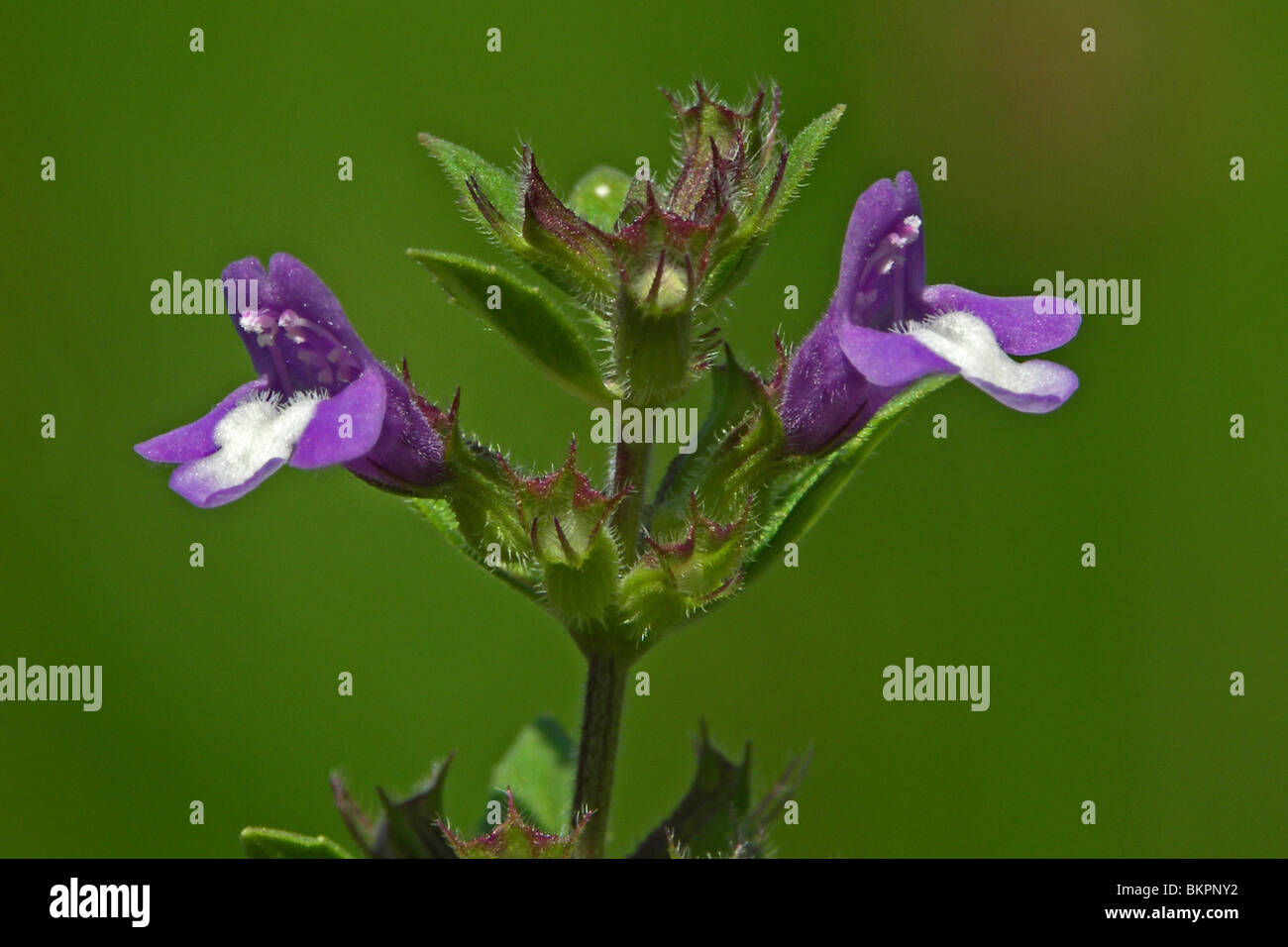 Zijaanzicht in der Nähe von Bloeiwijze traf 2 bloemen Stockfoto