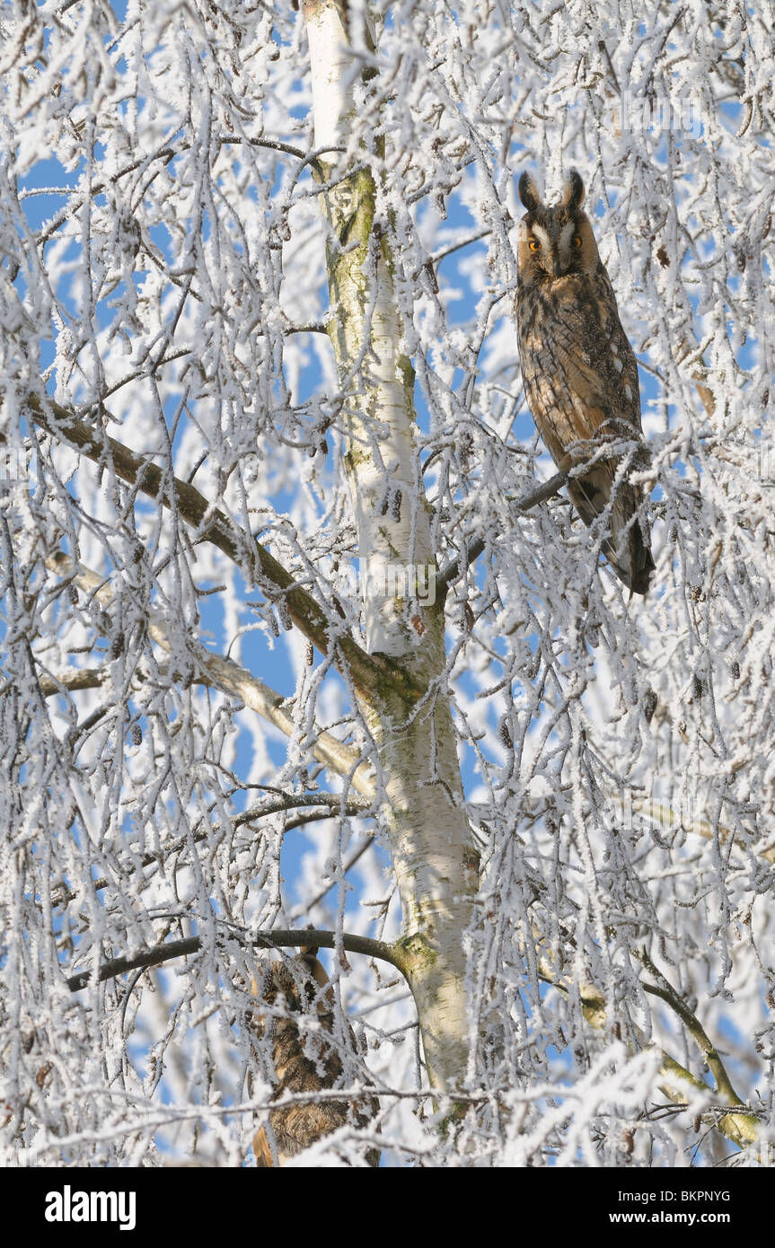 Waldohreule ruhen im Baum bedeckt mit Raureif Stockfoto