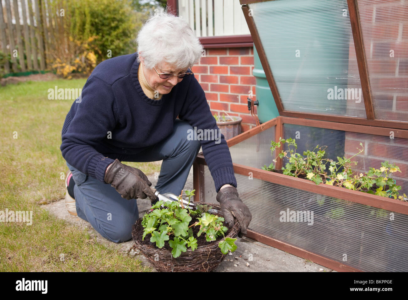 Lifestyle-Bild einer pensionierten aktiven britischen Seniorin Rentnerin OAP-Dame, die Pflanzen in einem hängenden Korb in einem heimischen Hintergarten anpflanzen. Großbritannien Stockfoto