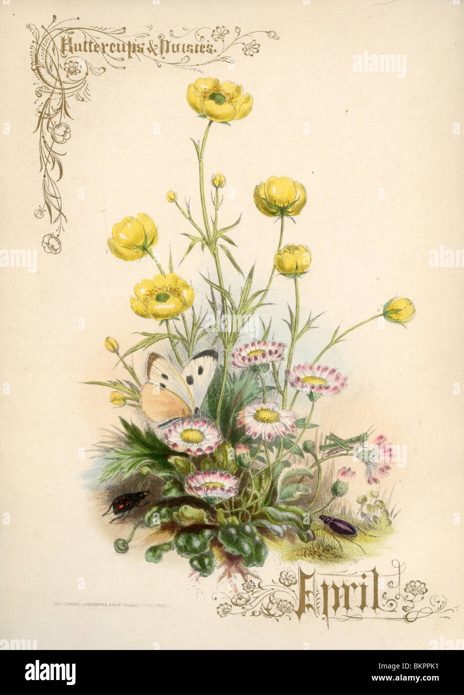 Butterblumen und Gänseblümchen - April Flowers Stockfoto