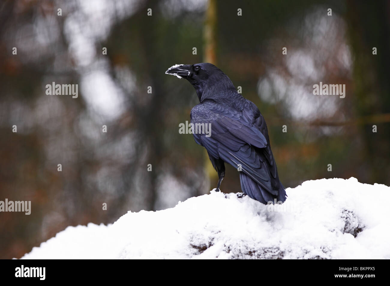 Kolkrabe Corvus Corax gemeinsame Raven Stockfoto
