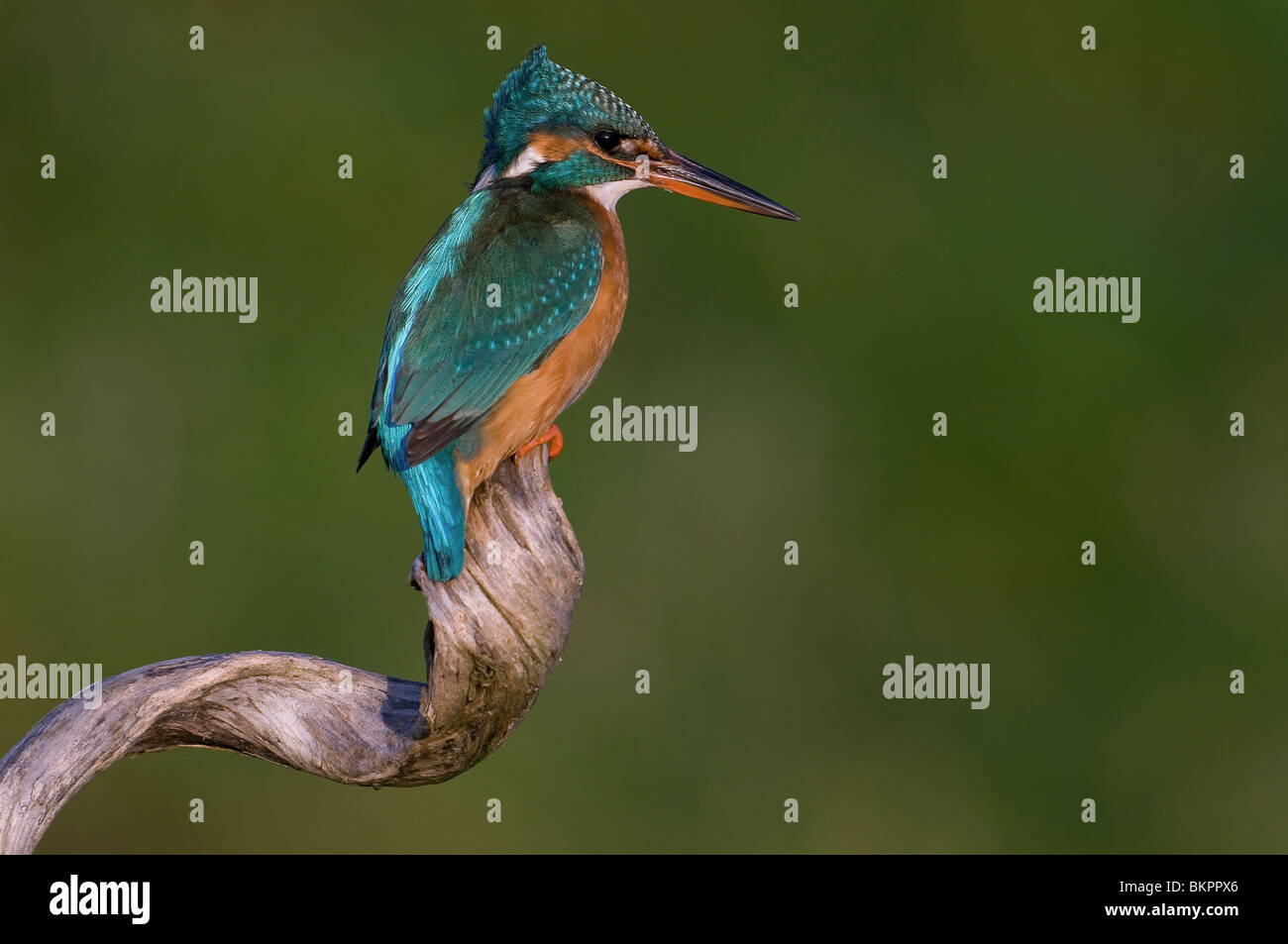 IJsvogel Vissend Vanaf Een kronkeltak Stockfoto
