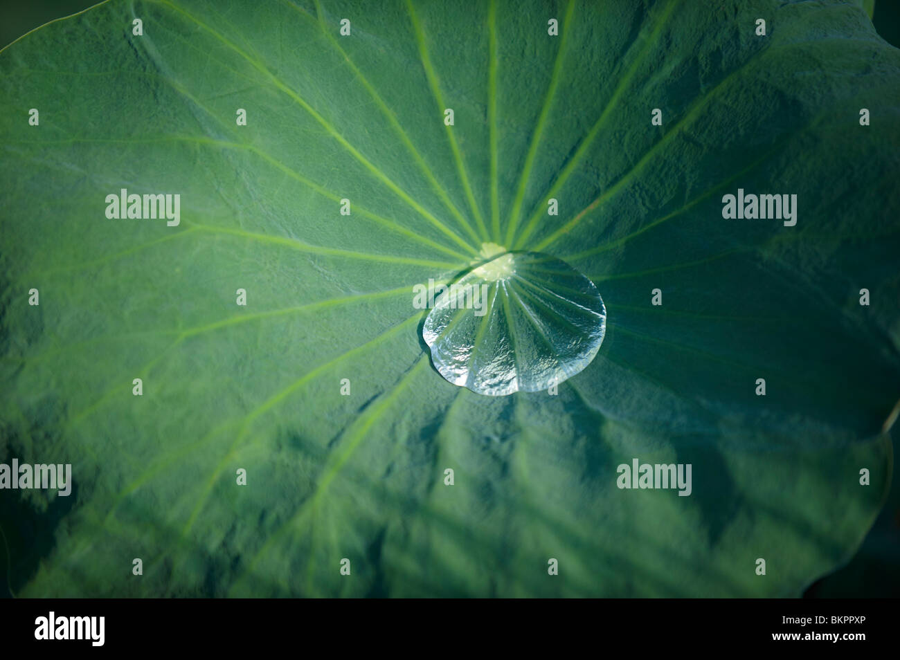 Wassertropfen auf Lilie Blatt Stockfoto