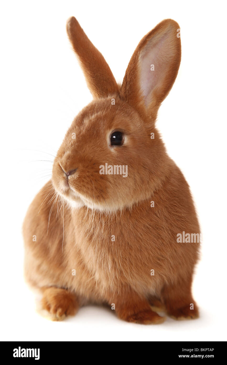 Neuseeländer / Kaninchen Stockfoto