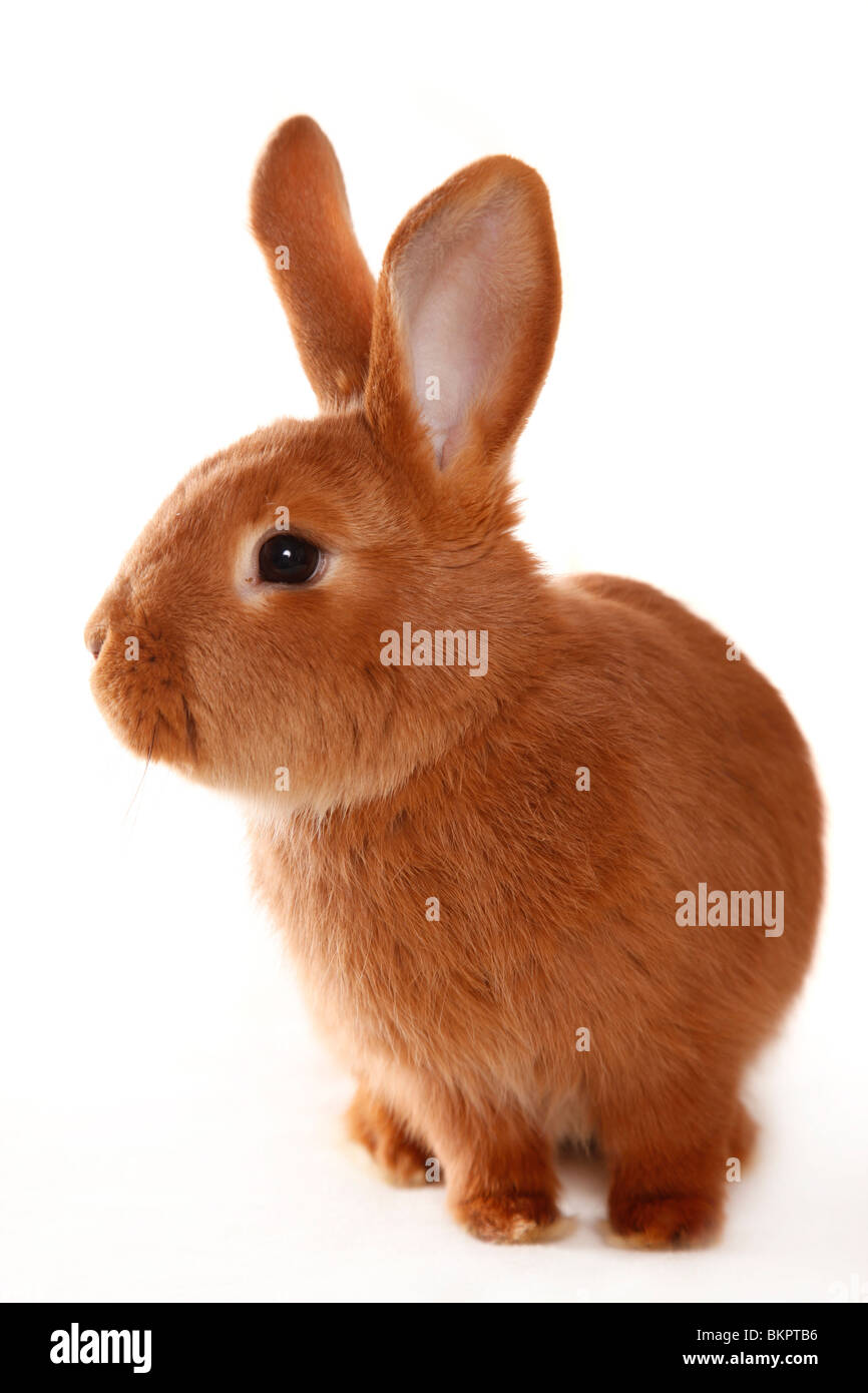 Neuseeländer / Kaninchen Stockfoto