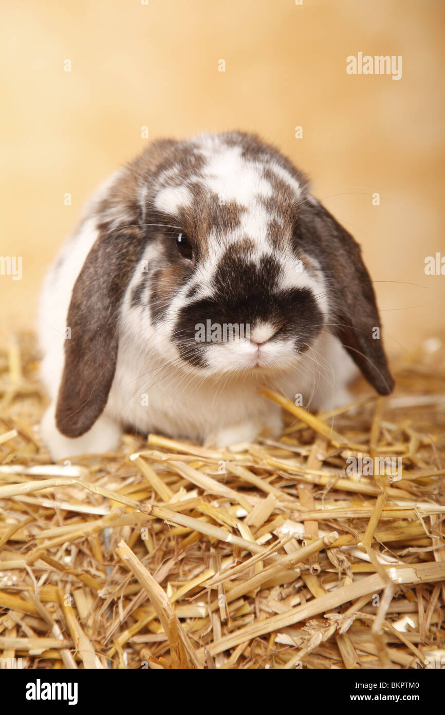 Zwergwidder / Dwarf lop Stockfoto
