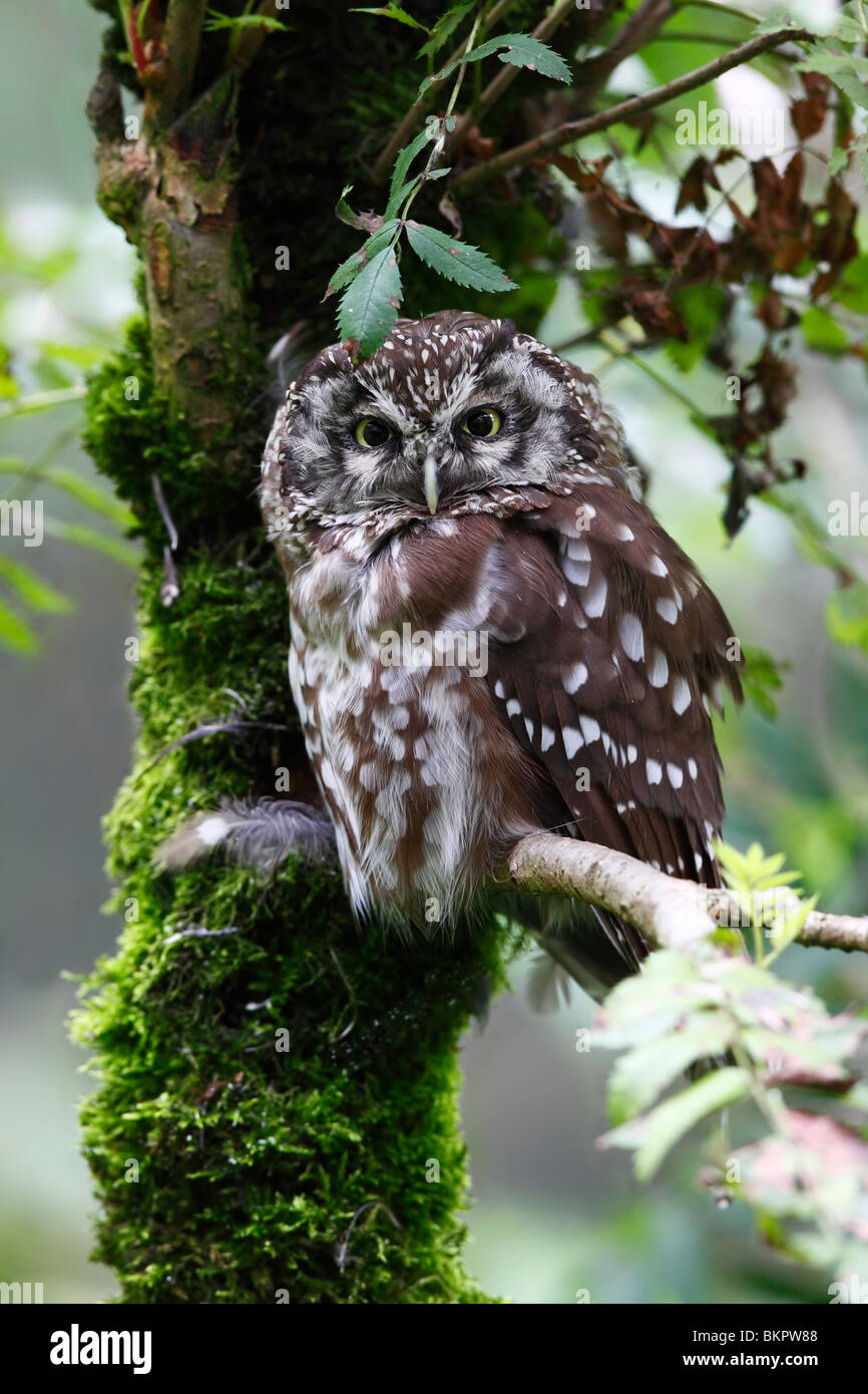 Rauhfußkauz Aegolius Funereus Rauhfußkauz Eule Stockfoto