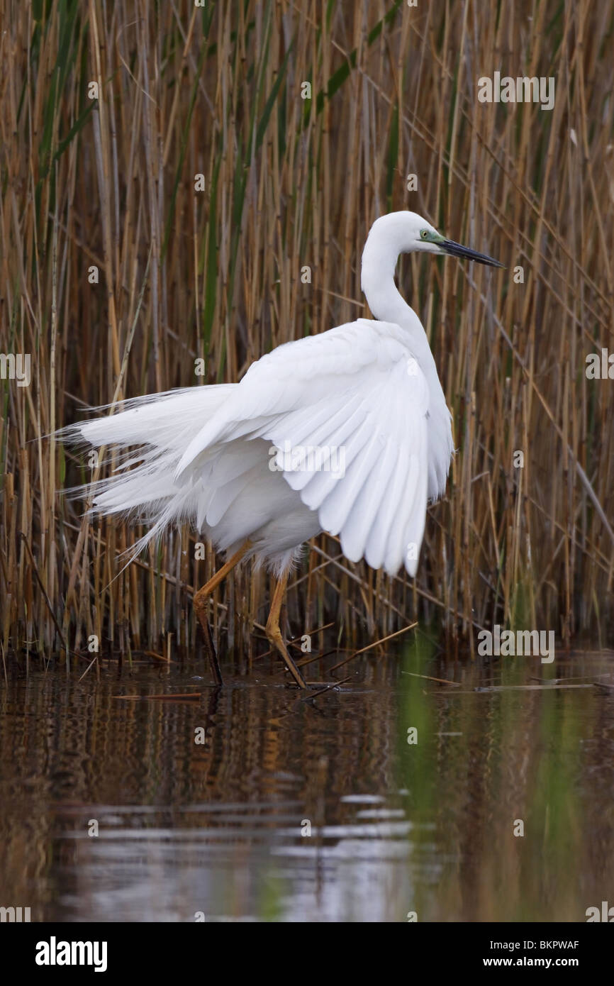 Silberreiher Casmerodius Albus Silberreiher Stockfoto