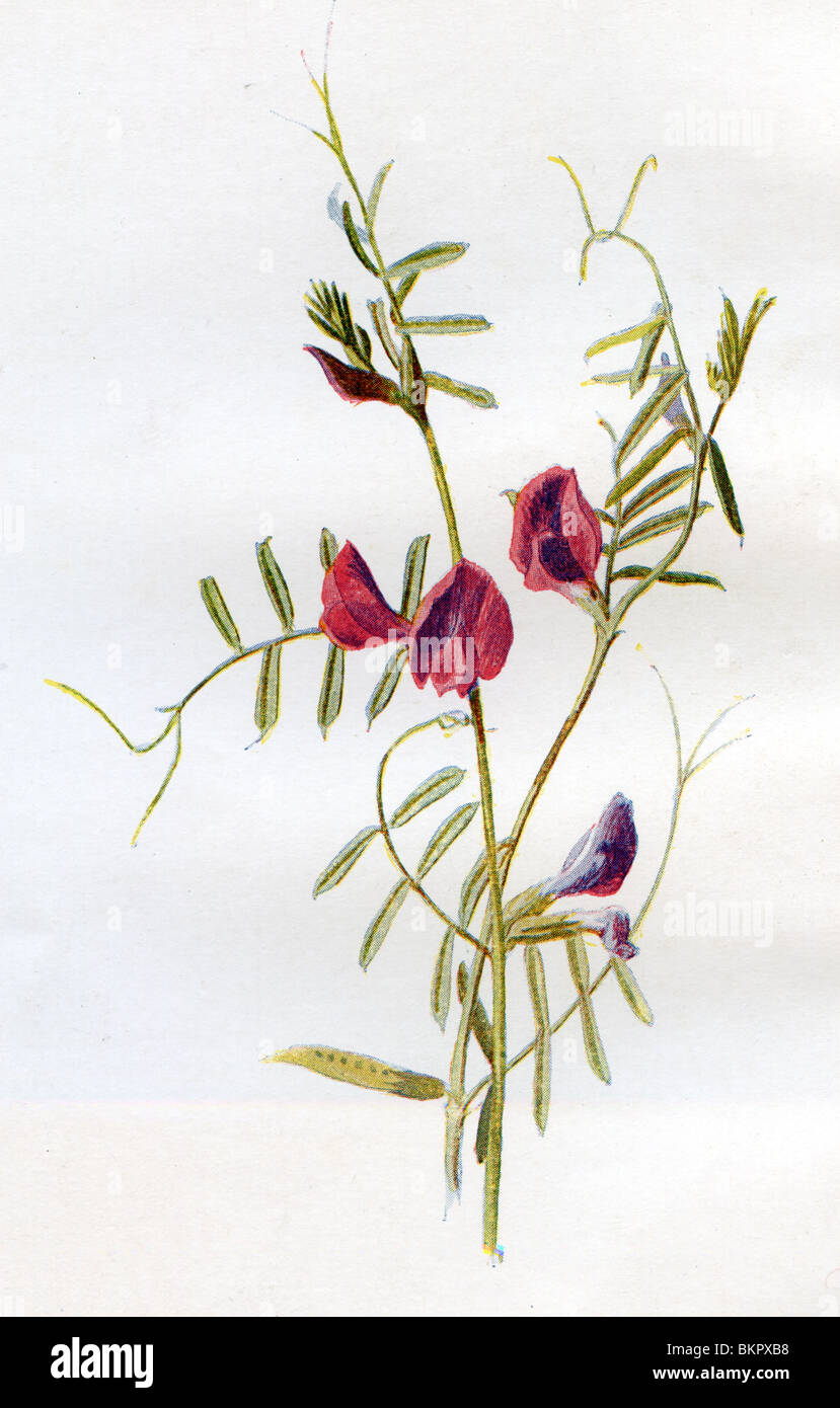 Vertraut Wildblumen - Futterwicke Stockfoto