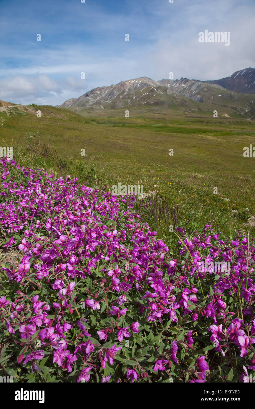 Panoramablick in der Nähe der Eielson Visitor Center mit Zwerg Weidenröschen in Blüte, im Denali-Nationalpark, Alaska Stockfoto