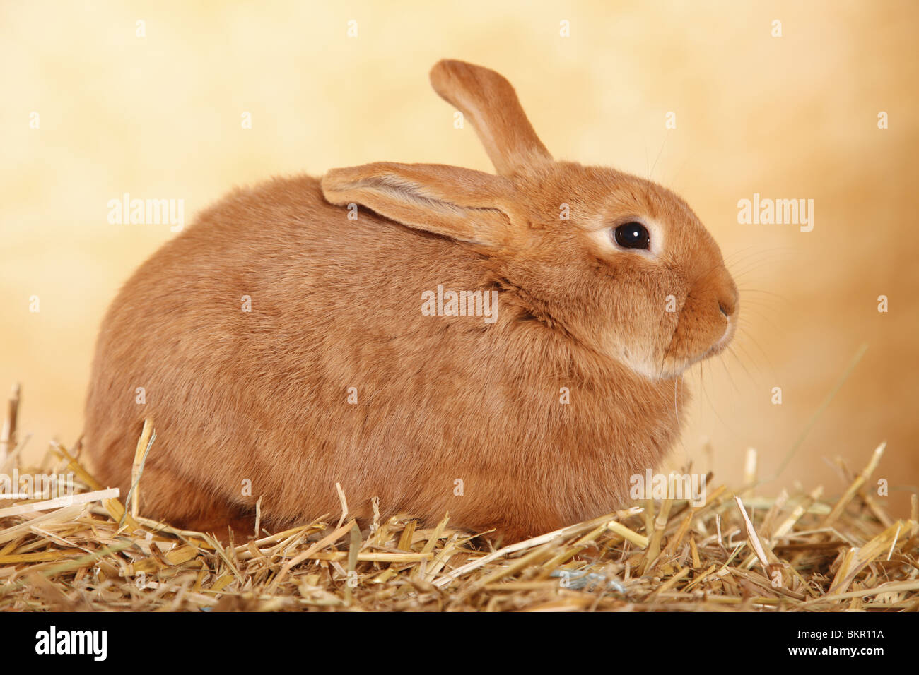 Neuseeländer / Kaninchen Stockfoto