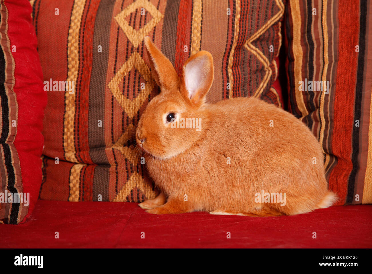 Neuseeländer / Kaninchen Stockfoto