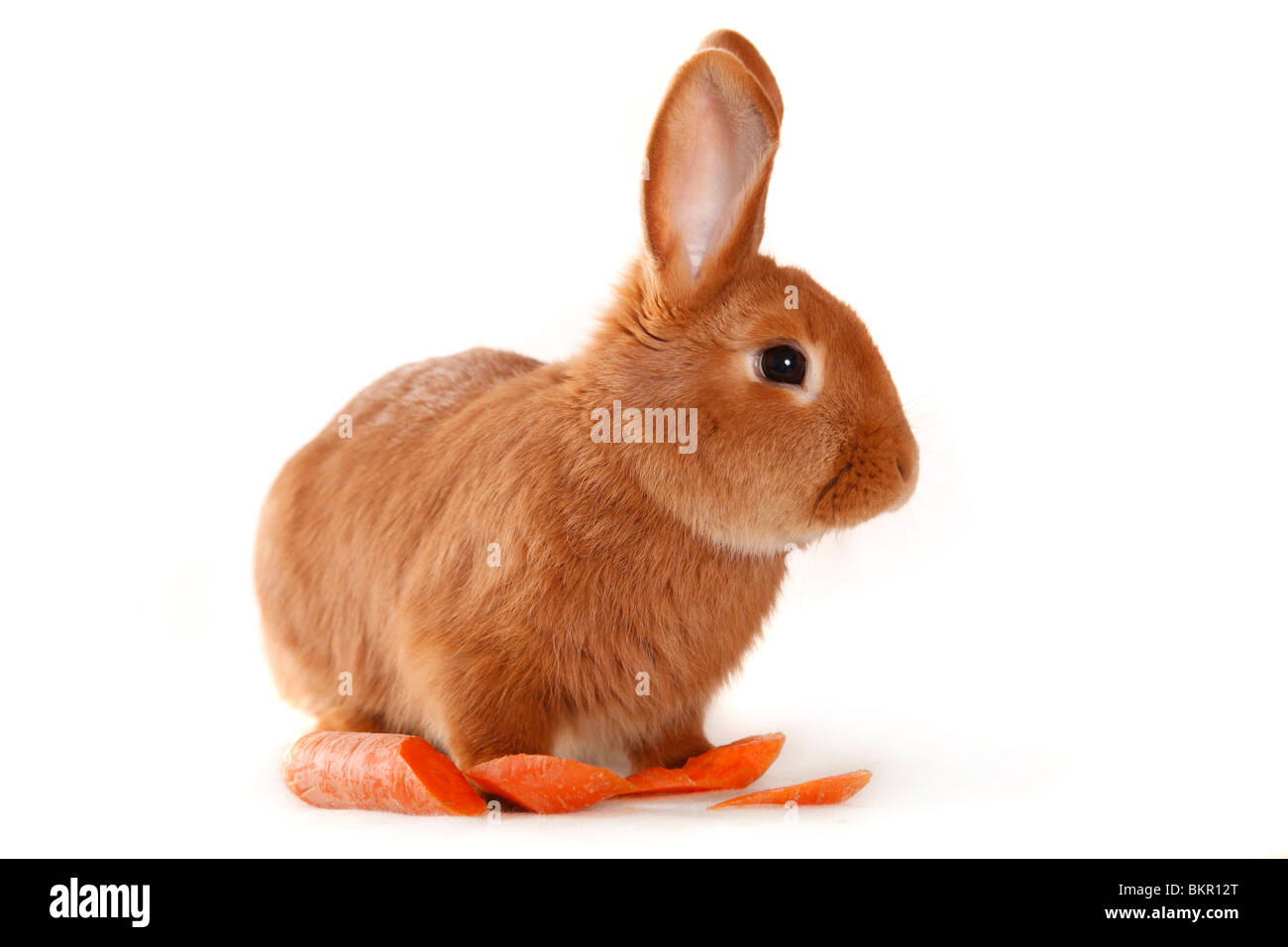 Neuseeländer / Kaninchen Stockfoto