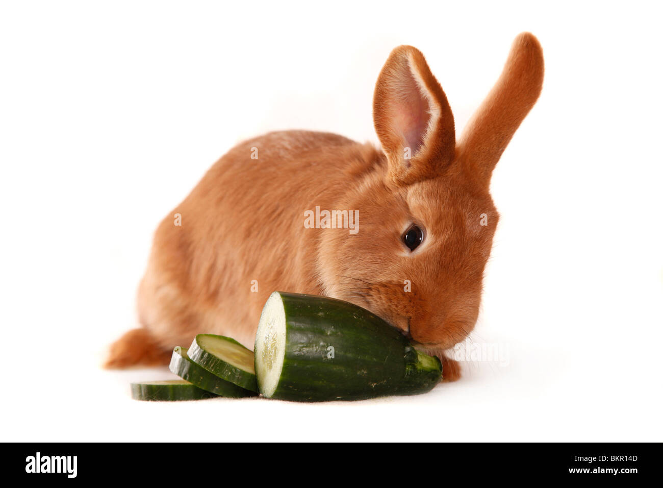 Neuseeländer / Kaninchen Stockfoto