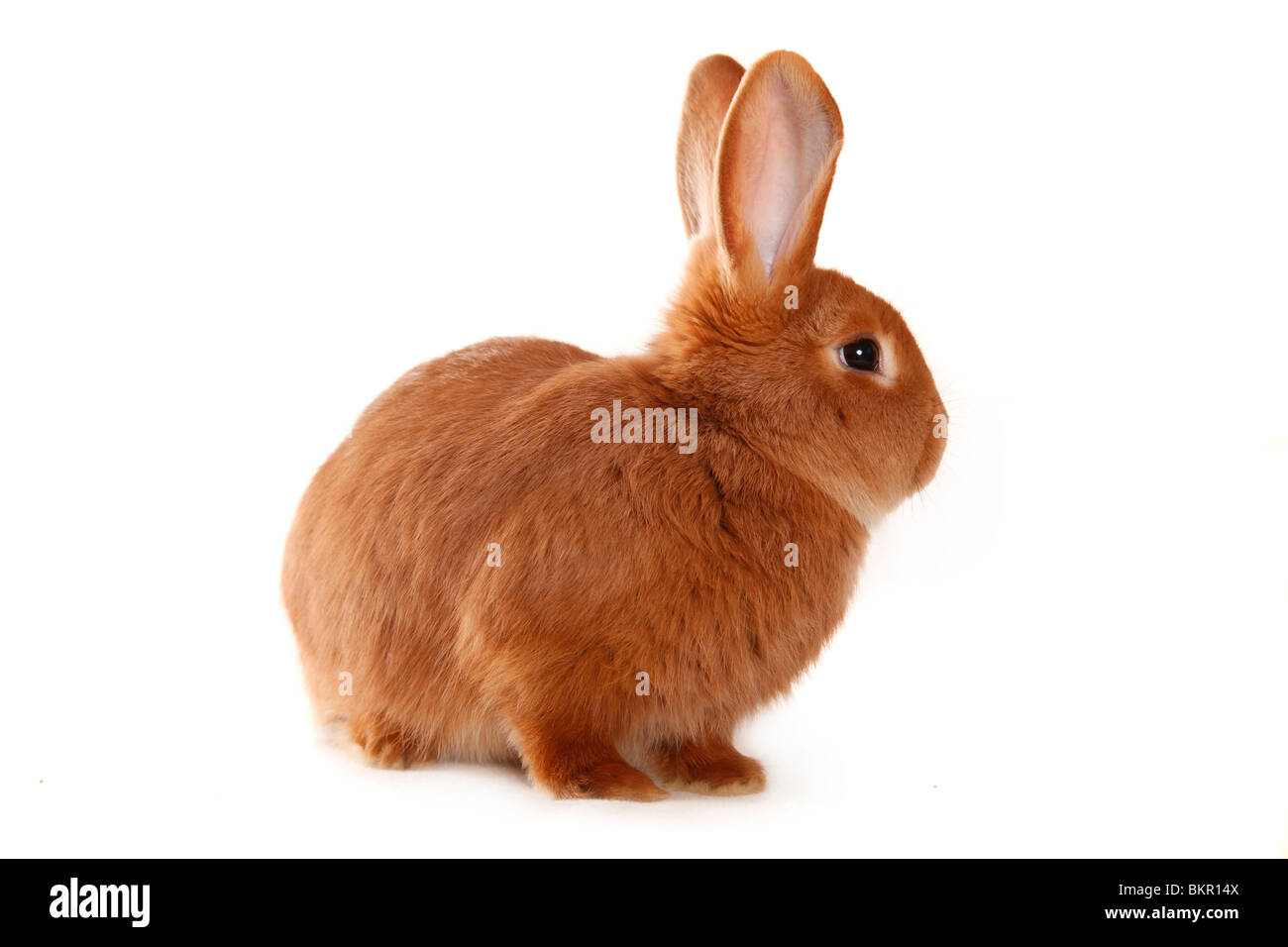 Neuseeländer / Kaninchen Stockfoto