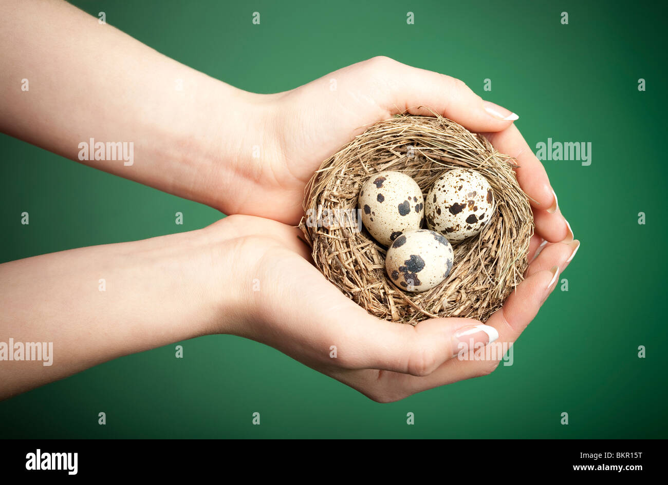 Sorgfältige weibliche Hände halten ein Vogelnest mit 3 Eiern. Konzeptionelle Umwelt-image Stockfoto