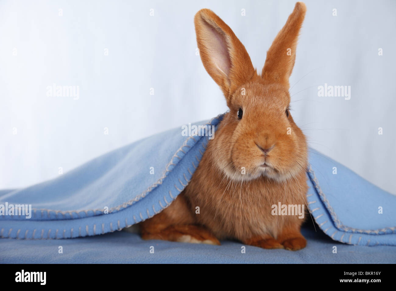 Neuseeländer / Kaninchen Stockfoto