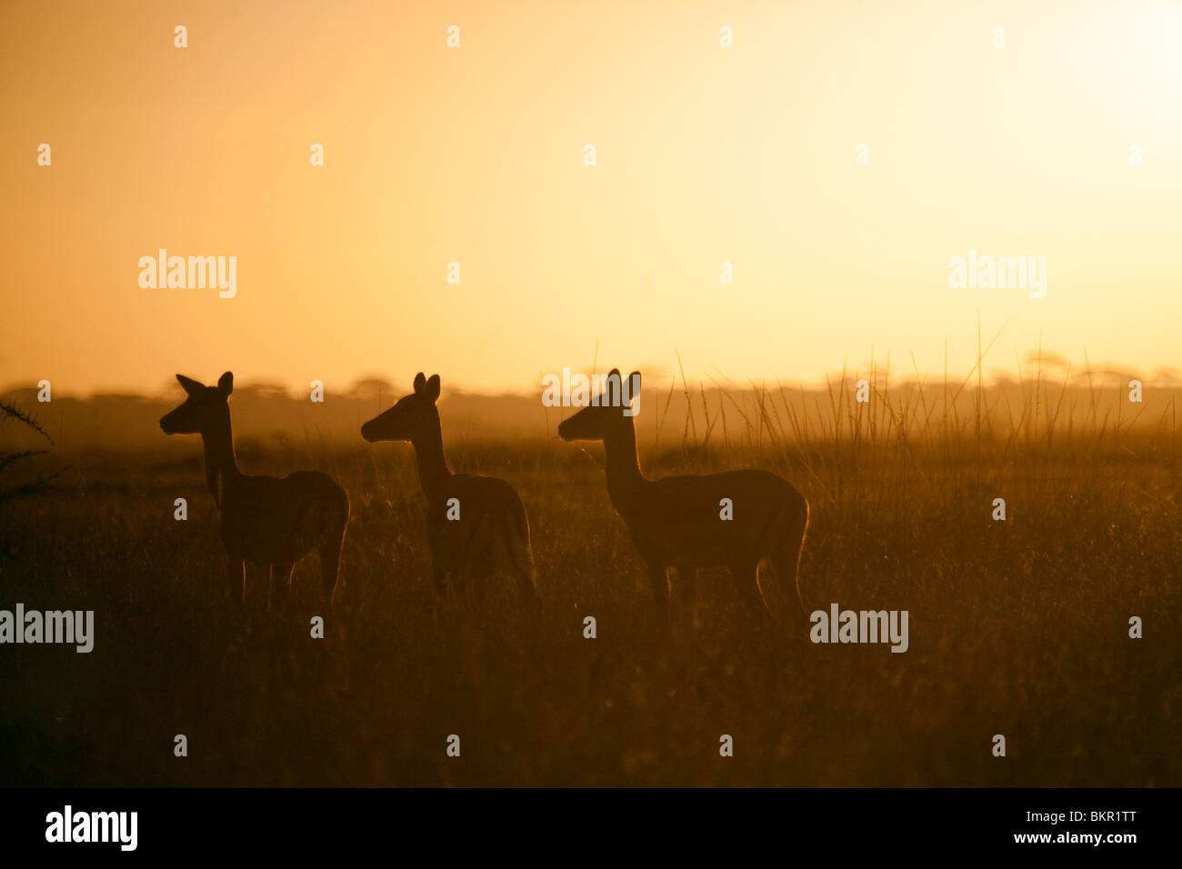 Tansania, Serengeti. Eine kleine Herde von Impala-Alarm in den frühen Morgennebel. Stockfoto